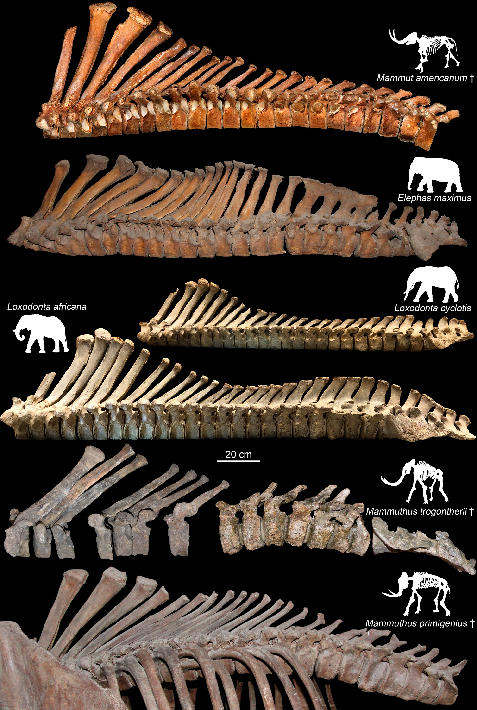 CIA_UCL's tweet card. In this study, we examine various aspects of the functional morphology and intervertebral mobility of the elephants backbone, comparing it to that of other large herbivorous mammals, as well as to...