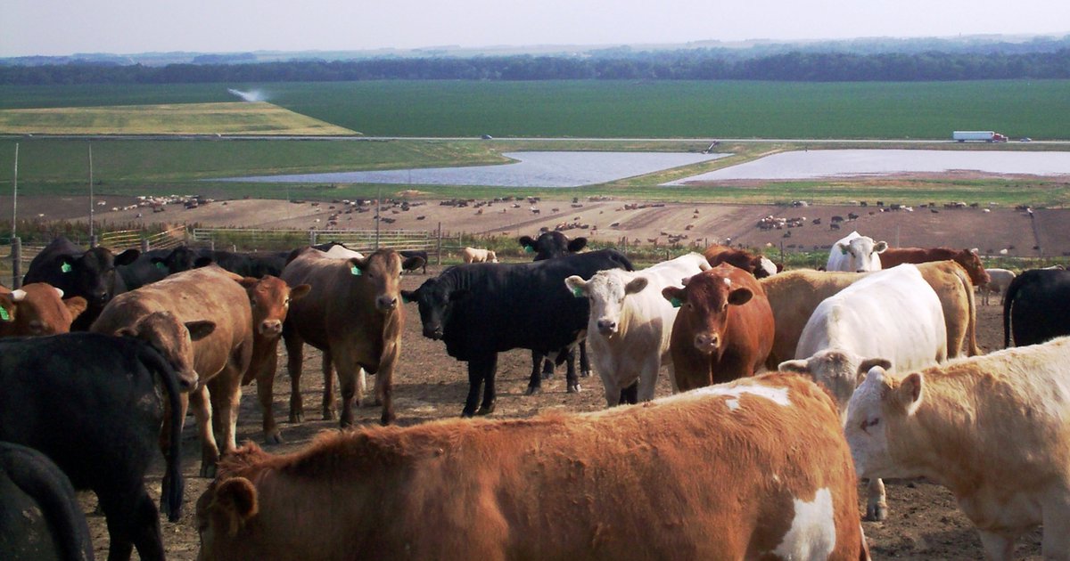 nutrientadvisor's tweet card. Fertilizer prices have doubled from a year ago, but farmers still need to get nutrients into the ground. Some are finding relief from costly synthetic fertilizers in manure.