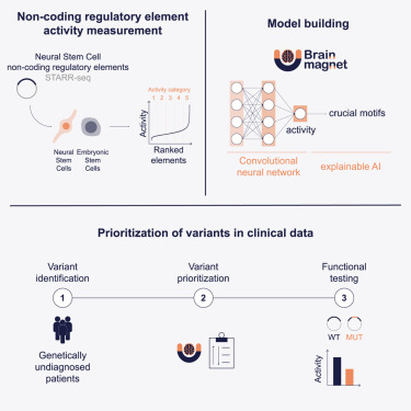 CellCellPress's tweet card. BRAIN-MAGNET, a convolutional neural network trained on 148,198 functionally tested non-coding regulatory elements, predicts enhancer activity directly from DNA sequence and identifies nucleotides...