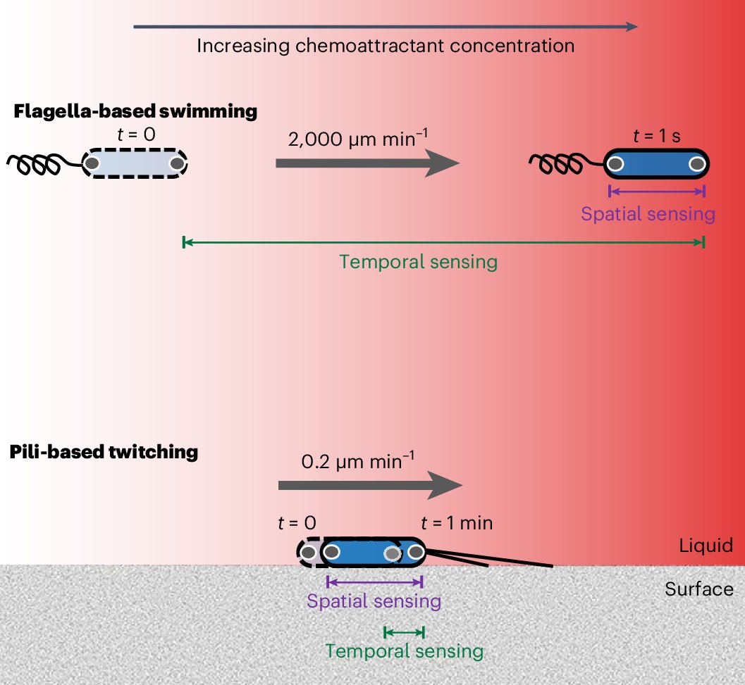 pseudocap's tweet card. Nature Microbiology - Microfluidic experiments reveal that surface-attached Pseudomonas aeruginosa cells directly sense differences in chemical concentration across the length of their cell bodies...