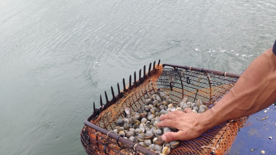 Boisimo_'s tweet card. A alarma saltaba na ría de Arousa na primavera de 2012. Os protozoos do xénero Marteilia non eran descoñecidos en Galicia, xa que afectaran no pasado a outros bivalvos, como o mexillón. Pero a...