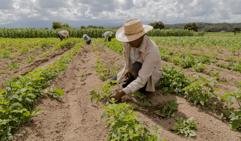 MVIEW_MX's tweet card. Agricultores y transportistas realizarán un paro nacional el 24 de noviembre para exigir un precio justo del maíz y mayor seguridad en carreteras, tras el fracaso del diálogo con autoridades federa...