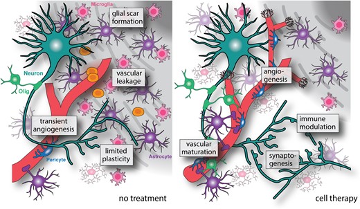 liberale_luca's tweet card. Rust et al. review mechanisms of brain repair after ischaemic stroke, focusing on the potential of stem cells to enhance recovery. They discuss the challen