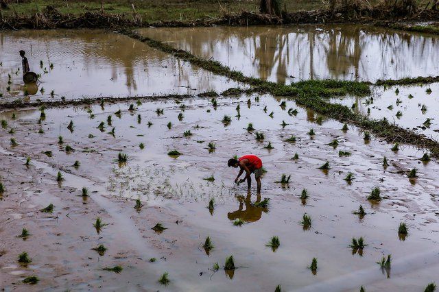 ANCALERTS's tweet card. The Philippines needs to move away from subsistence farming as it faces a potential food crisis due to shortages brought on by the war in Ukraine.