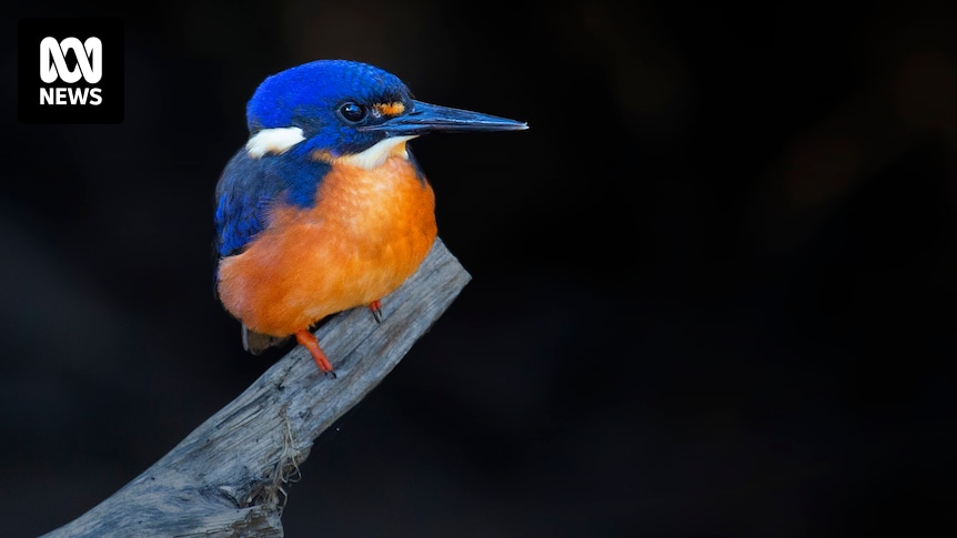 abcnews's tweet card. Dean has fallen in love with the elusive Tasmanian azure kingfisher, but fears not enough is being done to protect the species, which is one of 14 endangered native birds without a recovery plan.