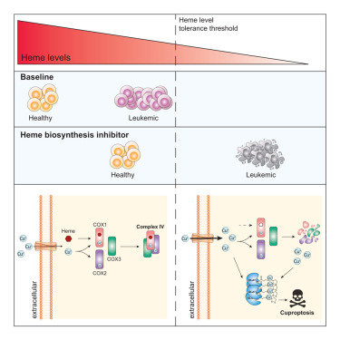 CellCellPress's tweet card. Reduced levels of the essential metabolite heme are a common feature of acute myeloid leukemia, and consequently, leukemic cells are highly sensitive to inhibition of de novo heme synthesis. Blockade...