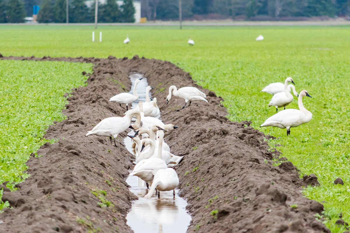 HNimanFC's tweet card. State officials urge public to protect themselves from bird flu.