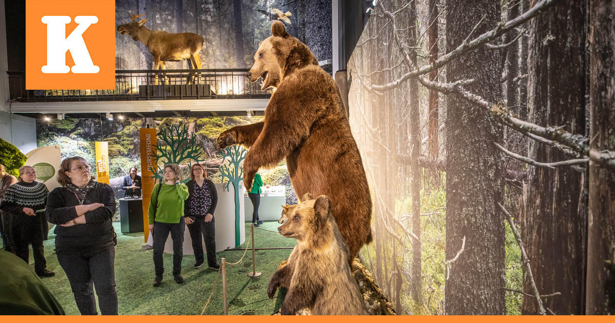 introdesign_fi's tweet card. Eläinten jäljillä -näyttely palaa nähtäville uudistettuna Oulun Myllytulliin museo- ja tiedekeskus Tiimaan. Näyttely avautuu vuoden päästä eli lokakuussa 2026.