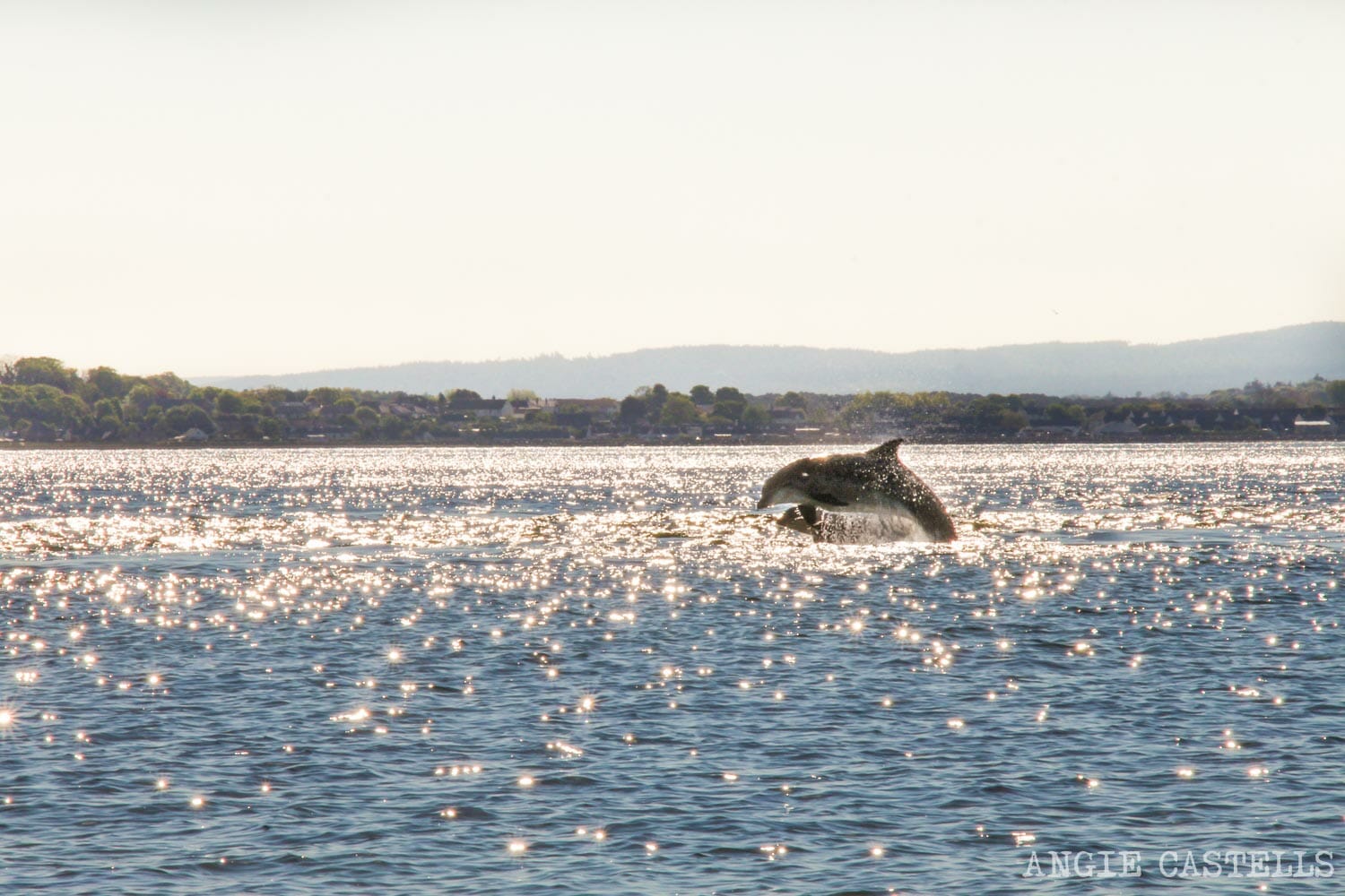 MasEdimburgo's tweet card. Excursión desde Inverness a Chanonry Point, el mejor lugar para ver delfines en Escocia. Cómo llegar, dónde situarte y el mejor momento para ir.