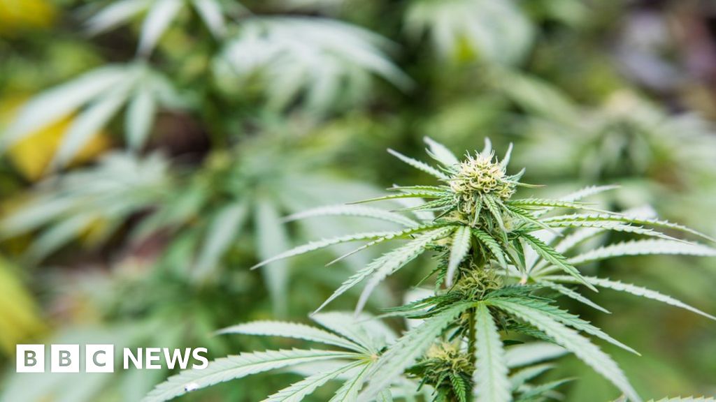 GreenSource8's tweet card. Private cannabis clinics have now opened in the UK, charging up to £800 per month for prescriptions.