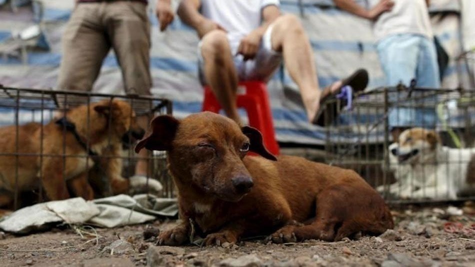 brokenbranchss's tweet card. The Barbaric Yulin Dog Meat Festival Must Come to an End Once and For All