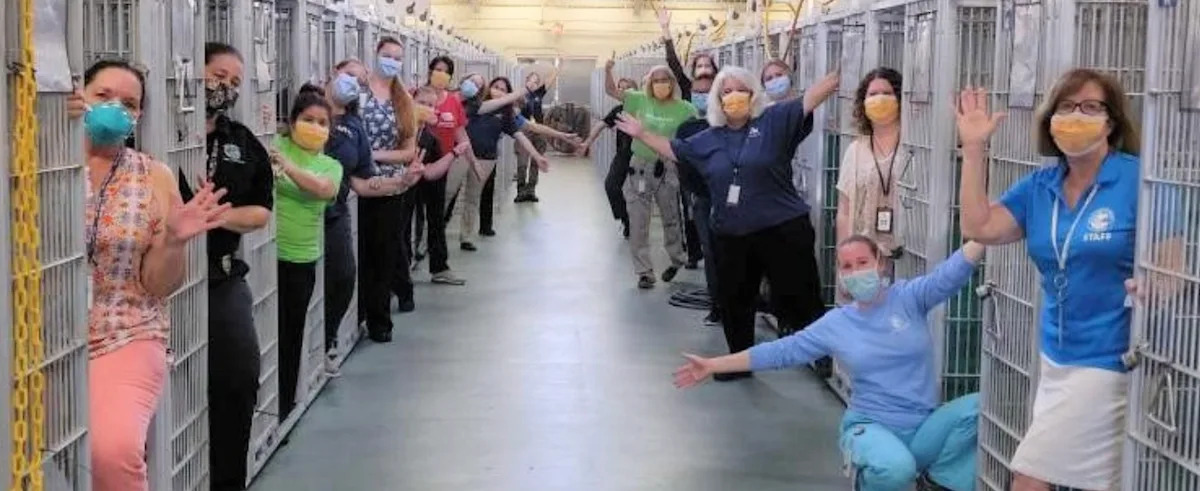 WITSAuthorRep's tweet card. "This is the dream of every animal welfare worker everywhere."