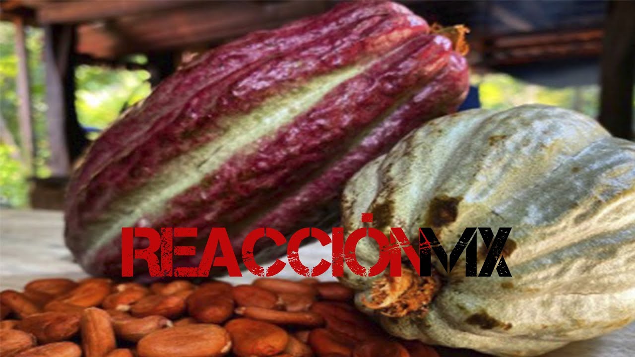 Reaccionnmx's tweet card. ANUNCIAN FECHAS DEL FESTIVAL DEL CHOCOLATE DE TABASCO