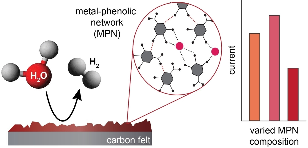 ChemElectroChem's tweet card. Metal-phenolic networks (MPNs) on carbon electrodes can be electropolymerized to enable their application for electrocatalytic hydrogen evolution. Catalytic efficiency varies based on the compositi...