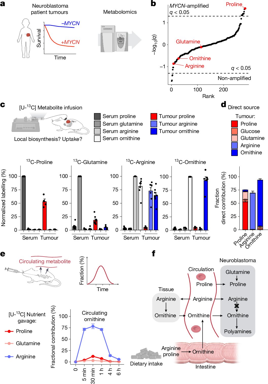 Chrest_brett's tweet card. Nature - Enhanced polyamine depletion in neuroblastoma models decreases translation of mRNA codons with adenosine in the third position, reprogramming the tumour proteome away from cell cycle...
