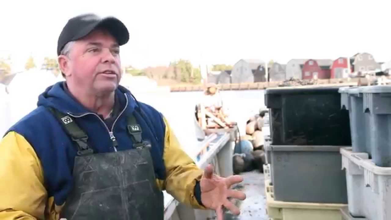 pei_seafood's tweet card. PEI Mussels: A Sustainable Story - Farming and Harvesting