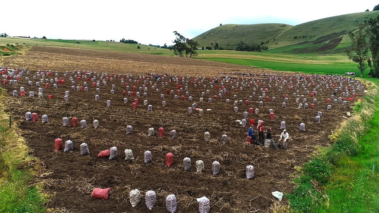 AeroScanTech's tweet card. Testimonio de Agricultores sobre Aplicación de Productos Agrícolas...
