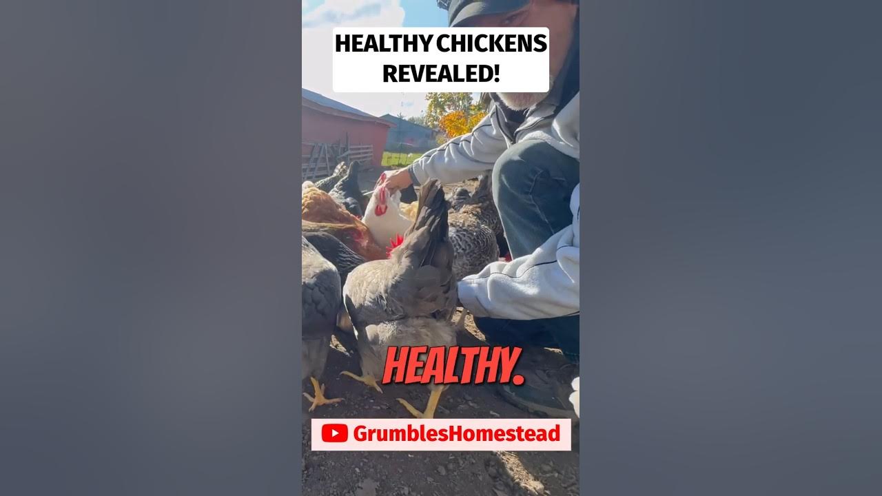 strumngrumbles's tweet card. Is Your Chicken Sick? Check This Simple Sign!