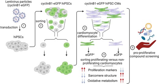 ChristianBaer80's tweet card. As the heart develops, the majority of cardiomyocytes exits the cell cycle becoming terminally differentiated that renders the adult heart without signific