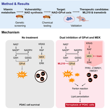 interactivefly's tweet card. This study using Drosophila and mammalian models revealed that dual inhibition of GPx4 and MEK induces ferroptosis in pancreatic cancer by promoting iron accumulation and oxidative stress, highligh...