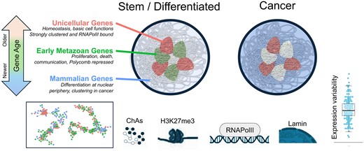 VeraPancaldi's tweet card. Abstract. Cancer cells are highly plastic, favoring adaptation to changing conditions. Genes related to basic cellular processes evolved in ancient species
