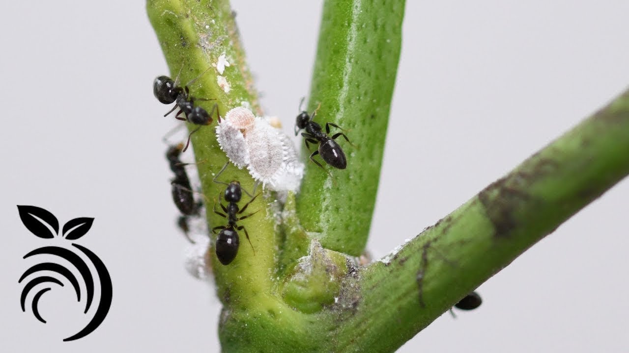 CitrusThreat's tweet card. How to Keep Ants off Fruit Trees with Liquid Ant Bait ❌🐜