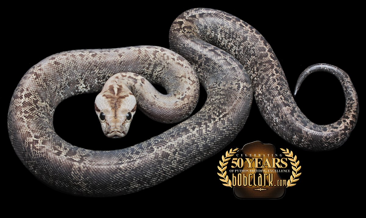 PythonBobClark's tweet card. ID: burm_granite_f1Sex: femaleHatched: 2025-07-12