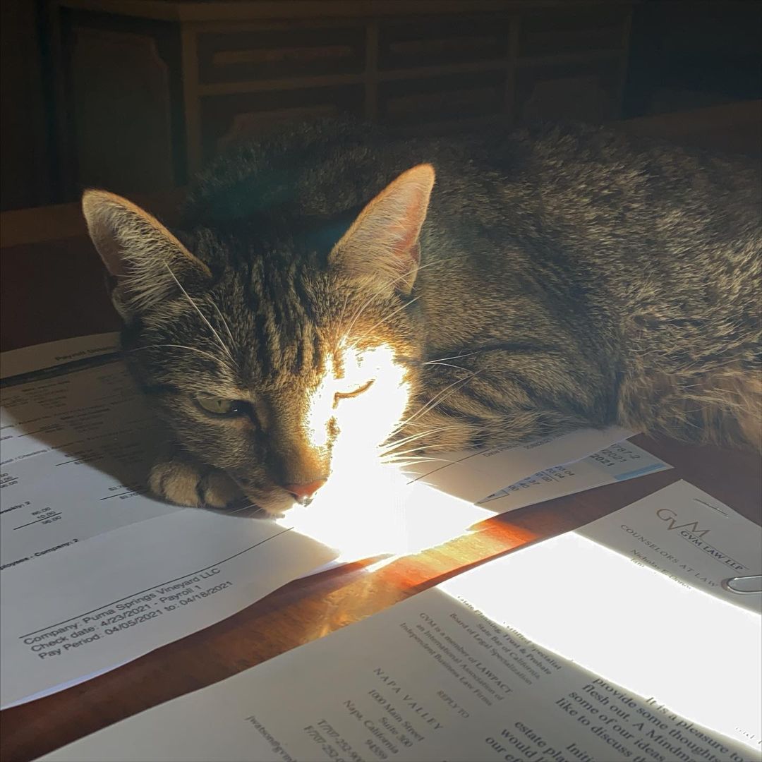 bgrasses's tweet card. 💬 0  🔁 0  ❤️ 0 · #kittenc #pumaspringskitten #mscoco #sunbeam (at Puma Springs Vineyards) https://www.instagram.com/p/CN8pzKGrrvI/?igshid=1ncwpll7niggy