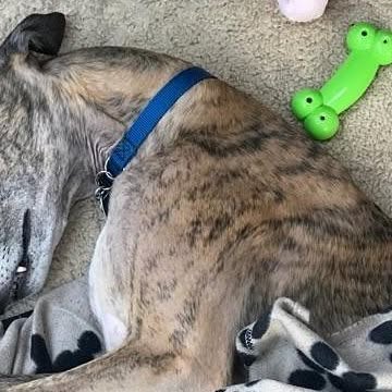 we_adopt's tweet card. WAG, Inc. (@weadoptgreyhounds) • Instagram photo