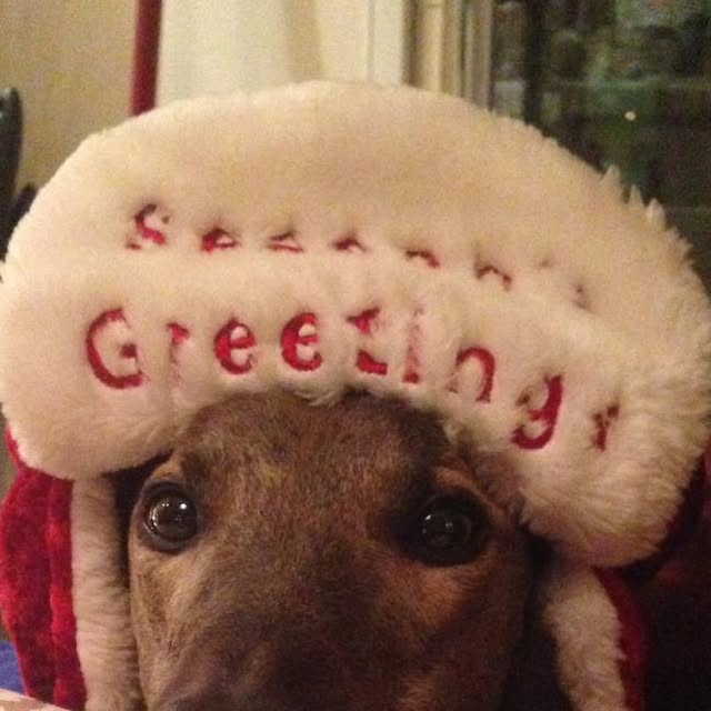 we_adopt's tweet card. WAG, Inc. (@weadoptgreyhounds) • Instagram photo