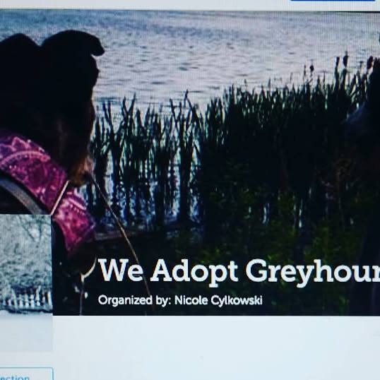 we_adopt's tweet card. WAG, Inc. (@weadoptgreyhounds) • Instagram photo