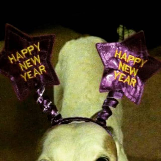 we_adopt's tweet card. WAG, Inc. (@weadoptgreyhounds) • Instagram photo