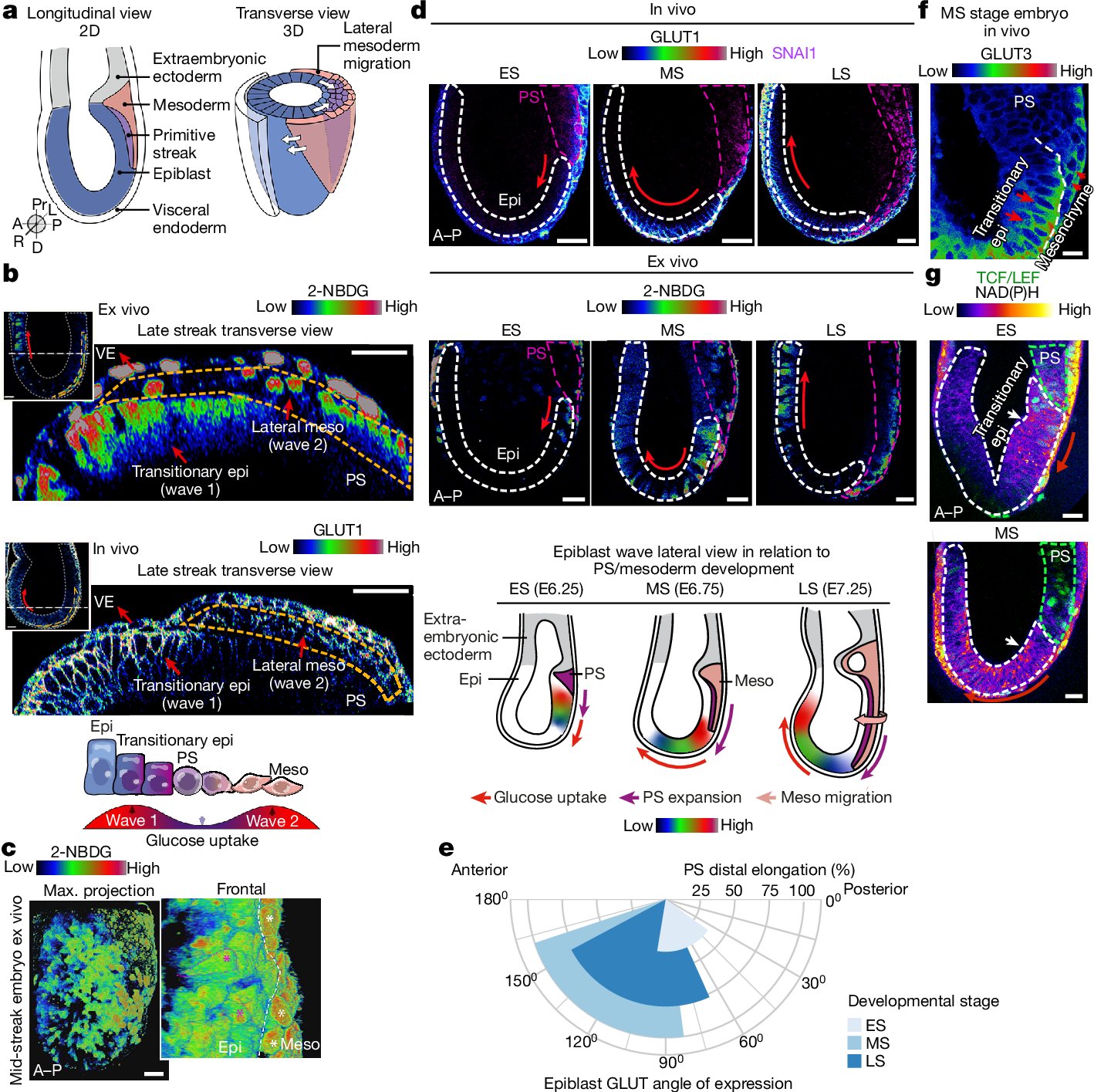 BernaSozen_'s tweet card. Nature - Two waves of glucose metabolism provide distinct ERK-mediated cellular signals during gastrulation, which regulate cell fate and specialized cellular functions that are necessary for...