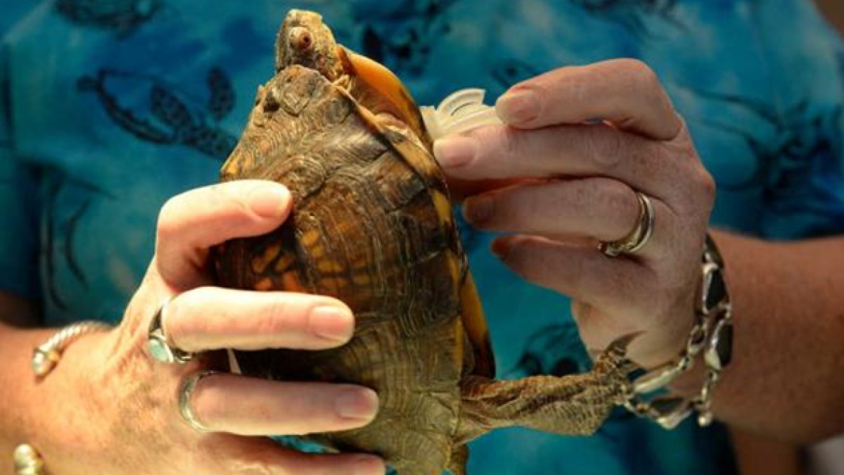 devplan44's tweet card. Advances in 3D printing have made it hard to keep up with the new breed of prostheses and their impacts on human life, but its potential in the animal kingdom has been largely unexplored. Much like...