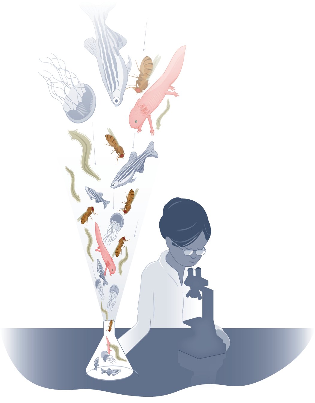 ItsManideepb's tweet card. Nature Cell Biology - Intellectual freedom for scientists, unconstrained by commercial interests and direct application, fuels unexpected discoveries. Curiosity-driven, basic science has yielded a...