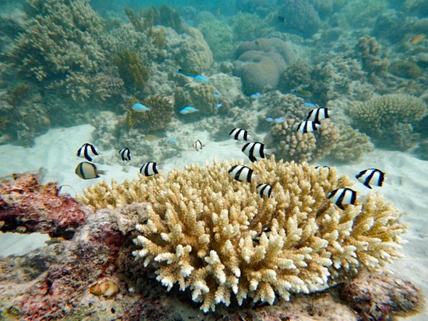 lirrf's tweet card. The following report is by PhD candidate Casey Bowden, a researcher at the Reef Function Hub, James Cook University.  Casey is the 2023 Ian Potter Foundation Doctoral Fellow. She will return to LIRS...