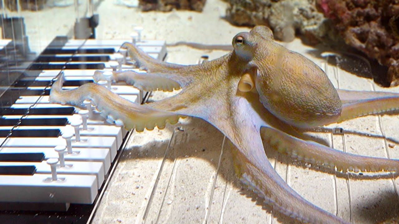 felixcantcode's tweet card. I taught an octopus piano (It took 6 months)