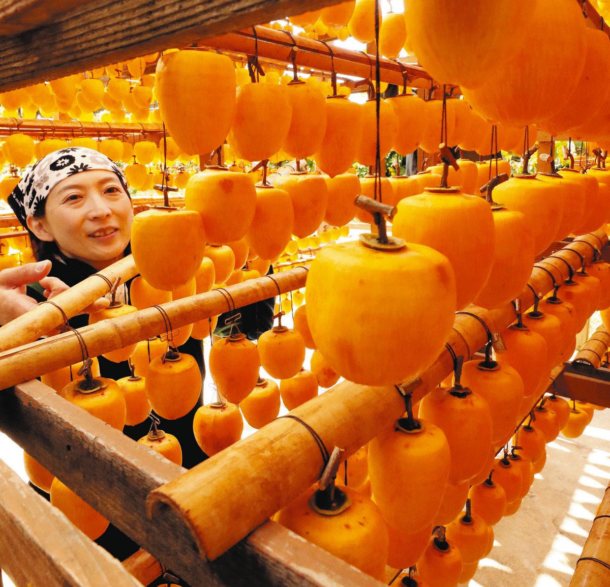 chunichi_tokai's tweet card. 朝晩の冷え込みが厳しくなる中、磐田市の敷地地区で、「ころ柿」と呼ばれる特産品の干し柿作りが本格化している。　農産物加工所「しきじ旬の郷...