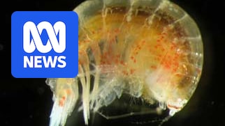 SCU_Australia's tweet card. Marine invertebrates are an important part of river ecosystems but with most being tiny, they are easily forgotten. A new study will investigate how they are bouncing back from severe flooding in NSW.