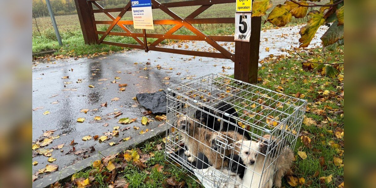 tech4290's tweet card. They could barely move inside the crate.