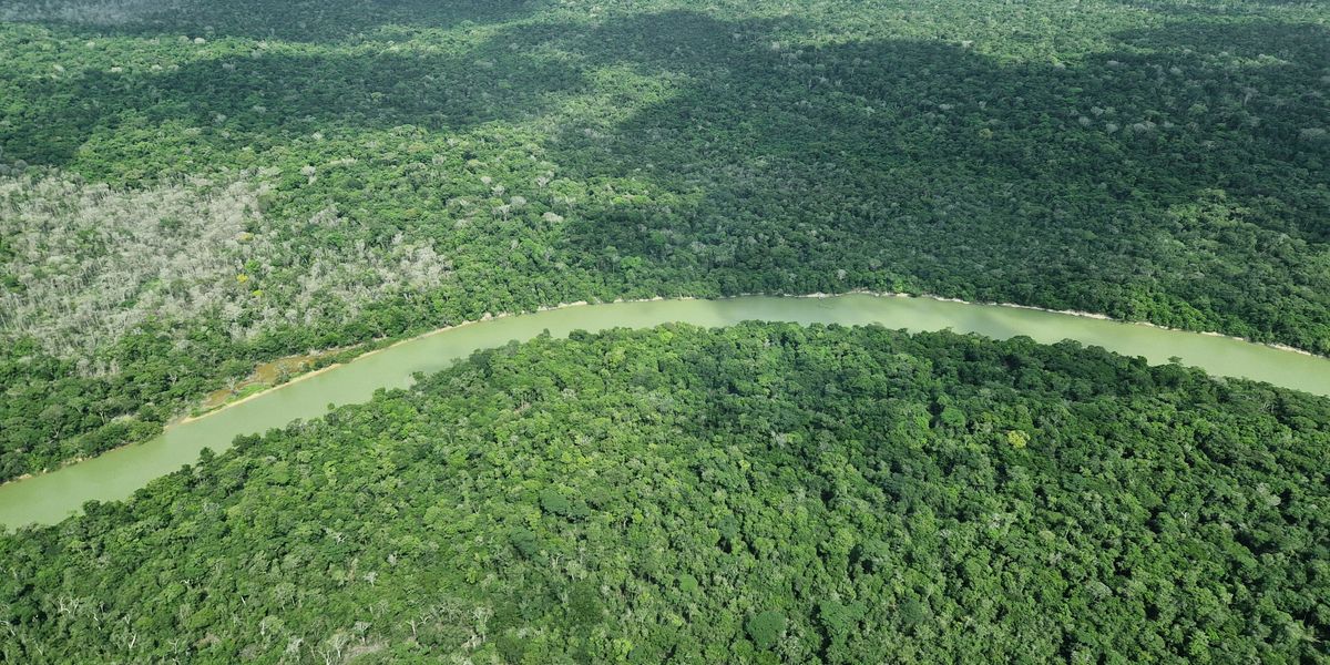 die_Woelfin_1's tweet card. Bundeskanzler Friedrich Merz hat zuletzt auf dem Klimagipfel einen »namhaften« Betrag Deutschlands für den neuen Waldschutzfonds TFFF zugesagt. Jetzt steht die Summe fest.