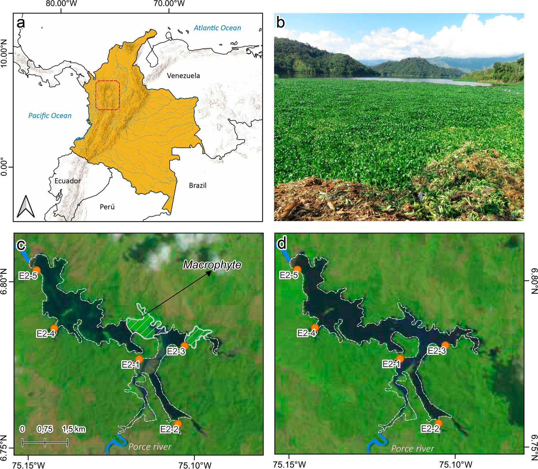 HYDR_Springer's tweet card. Hydrobiologia - Aquatic macrophytes can alter ecological interactions in freshwater environments by modifying resource availability and habitat structure, driven by their rapid reproduction and...