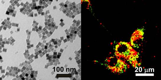 QuickviewM's tweet card. Científicos chinos han demostrado que nanopartículas con forma de cubo se pueden unir a las mitocondrias de las células cancerosas para destruirlas con la ayuda de campos magnéticos. En este estudio...