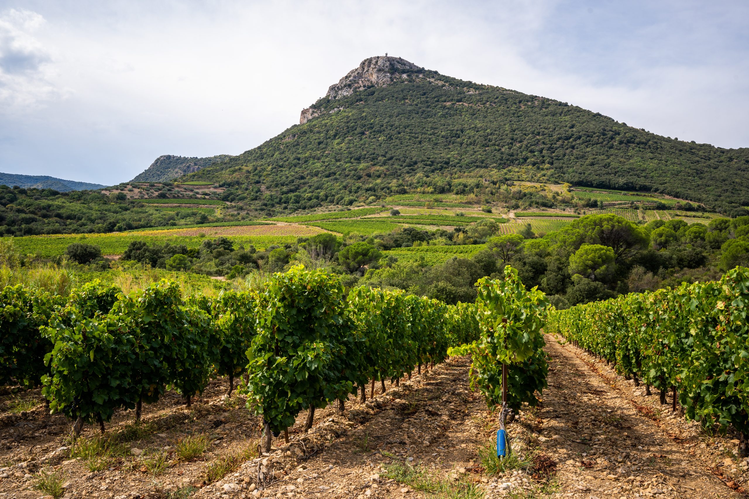 LanguedocWines's tweet card. As wine lovers, we are always looking for that unicorn wine region – the one still on the rise, just a little bit undiscovered but not so obscure as to be inaccessible. The one that feels simultane...