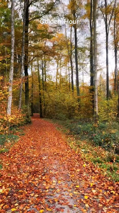 LetsNjoyLife's tweet card. #autumn #forest #fall #autumncolors #fallcolors #nature #relaxing...