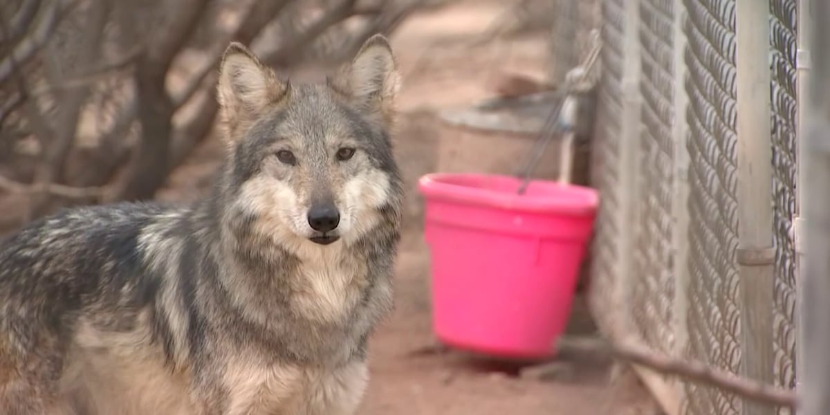 MexicanWolves's tweet card. The Arizona Game and Fish Department wants to relocate two endangered Mexican gray wolves but conservationists say that would be illegal.