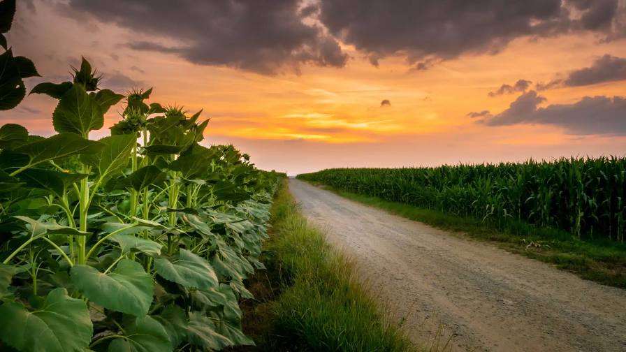 croplifemag's tweet card. Corn growers face rising regulatory and market pressures. Learn how NCGA is defending tools, trade, and sustainability in U.S. agriculture.