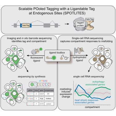 ophirshalem's tweet card. Sansbury and Serebrenik et al. use pooled gene tagging with in situ sequencing and high-throughput image analysis to generate a cell pool with endogenous HaloTag fusions. Hydrophobic targeting is...