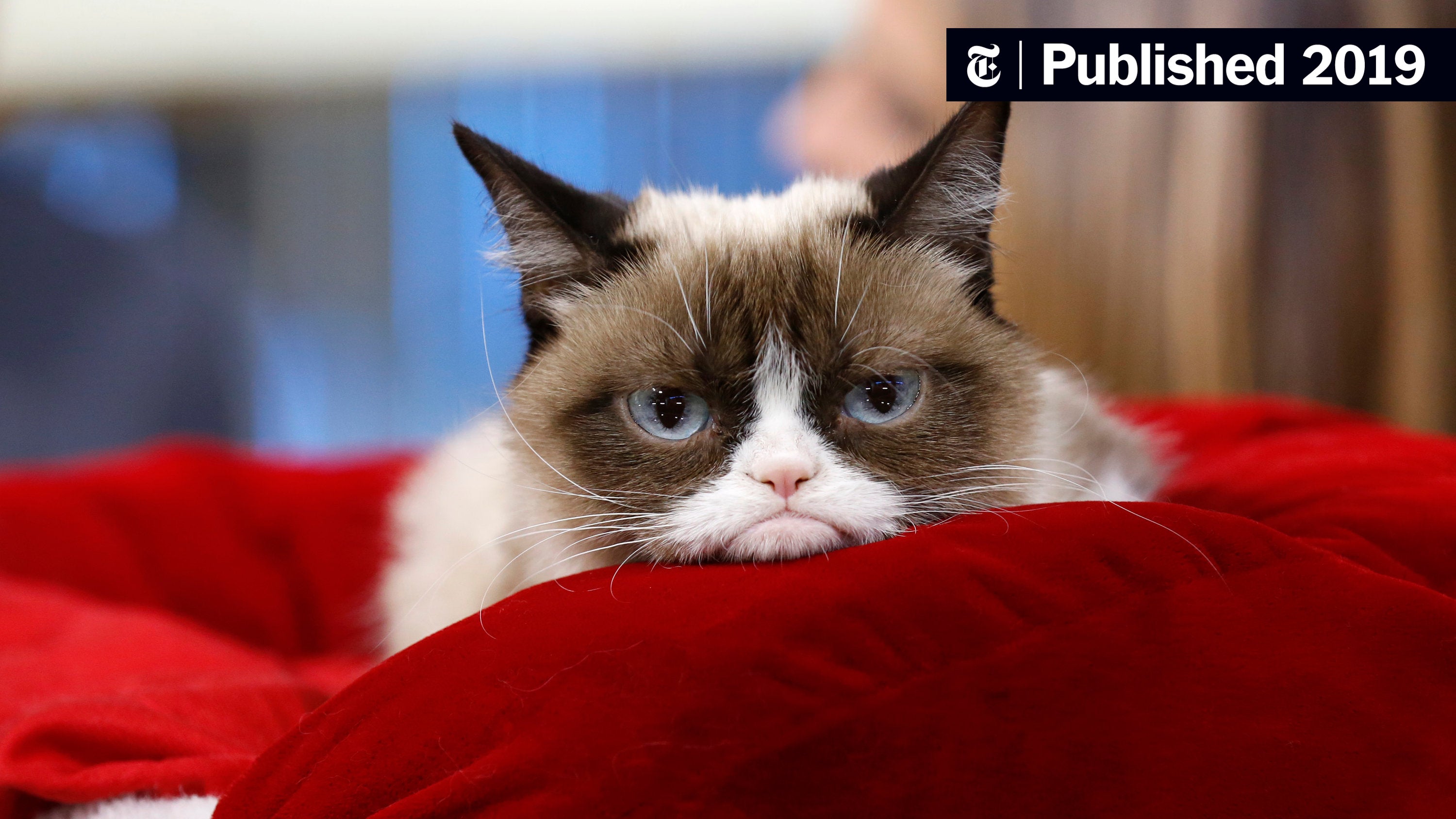 Josh's tweet card. The frowning feline whose permanent scowl spoke for all of us in our darkest moments died in the arms of her “mommy” on Tuesday, her family said.