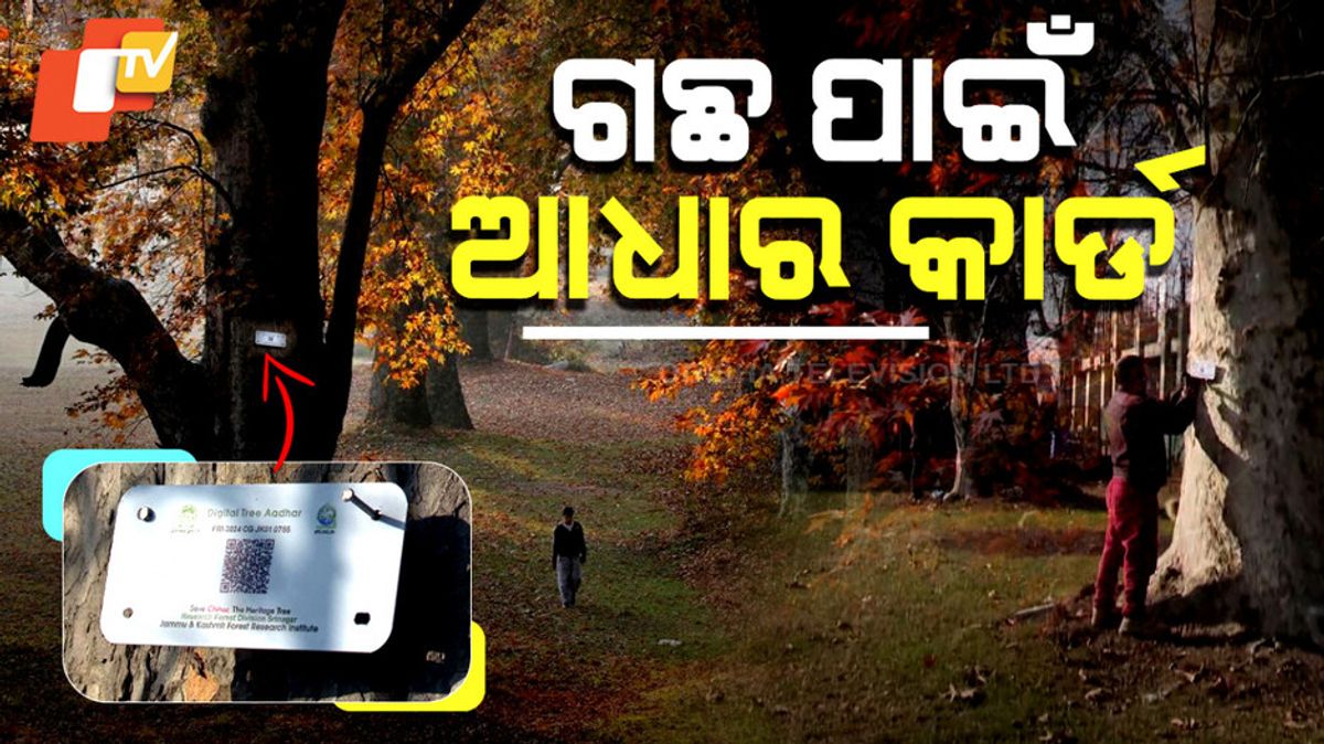 otvkhabar's tweet card. କାଶ୍ମୀର ଉପତ୍ୟକାର ପ୍ରସିଦ୍ଧ ଚିନାର ଗଛଗୁଡ଼ିକର ଏପରି ଜିଓ ଟ୍ୟାଗିଂ କରାଯାଉଛି । ଗଛଗୁଡ଼ିକୁ ସଂରକ୍ଷଣ ଏବଂ ସୁରକ୍ଷା ଦେବା ପାଇଁ ଅଧିକାରୀମାନେ ଉପତ୍ୟକାର ପ୍ରତ୍ୟେକ ଚିନାର ଗଛକୁ ଜିଓ-ଟ୍ୟାଗ୍ କରୁଛନ୍ତି ।